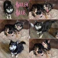 bailey blue, an adoptable chihuahua & chihuahua mutt in