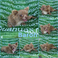 chihuahua baron - chihuahua