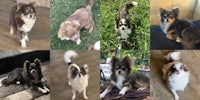 a collage of pictures of different dogs