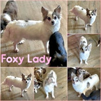 a collage of pictures of foxy lady, a chihuahua