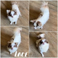 lace, an adoptable chihuahua in san antonio, tx