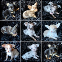 chihuahua puppies for sale